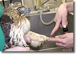 wildlife-rehab