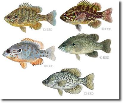 Lake Erie Fish Species Chart