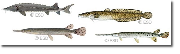 Lake Erie Fish Species Chart