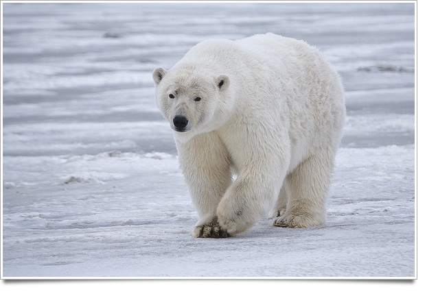 PolarBear
